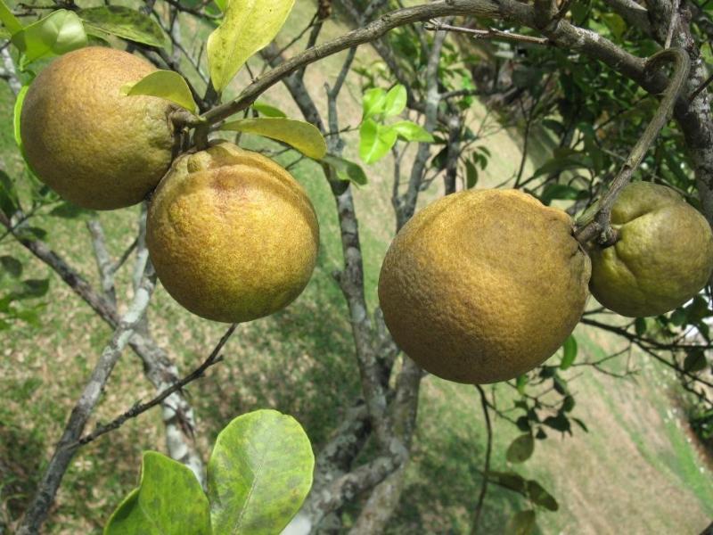 مبيت وإفطار بيل أومبغْ دانييلاز بانغلوز المظهر الخارجي الصورة